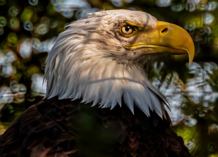 Eagle - February 6 9 2026