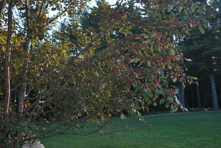 DSC 0105