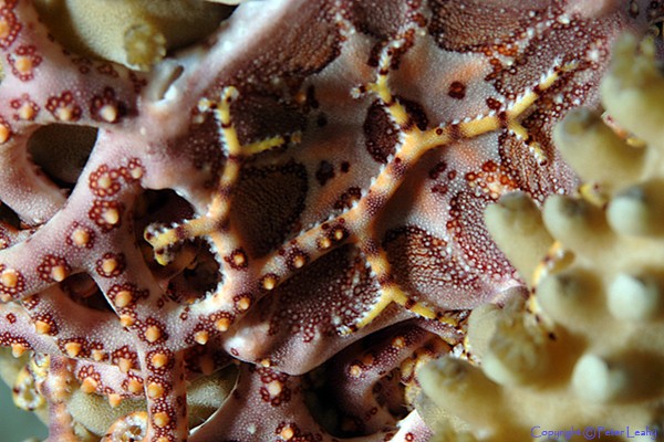 Basket Seastar