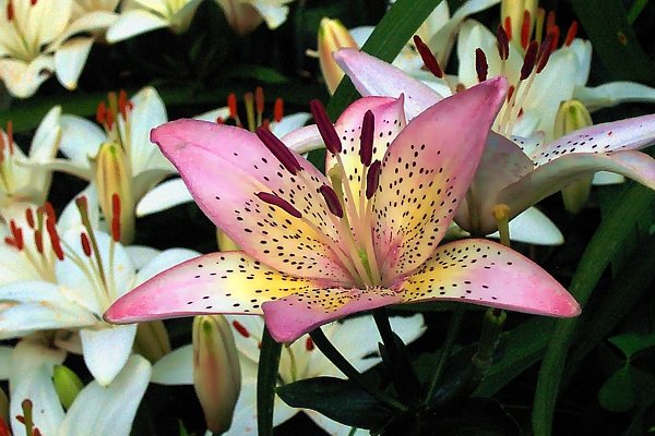 Lilies