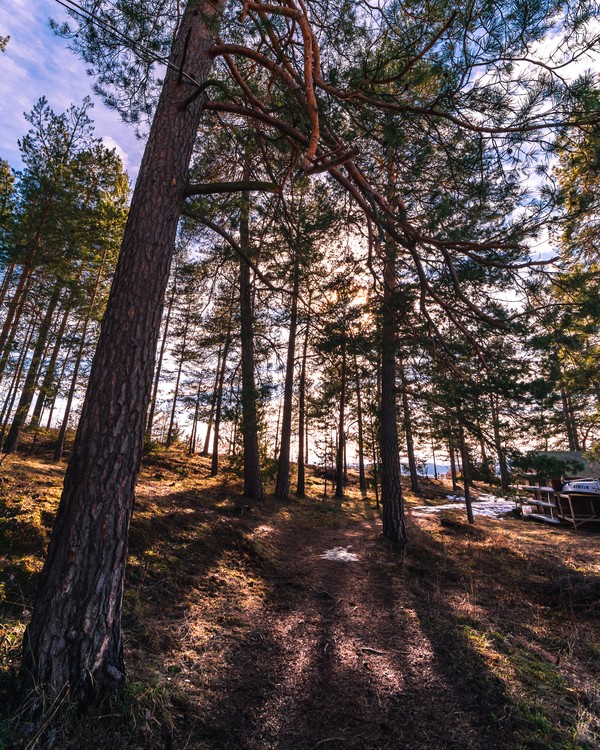 forest view