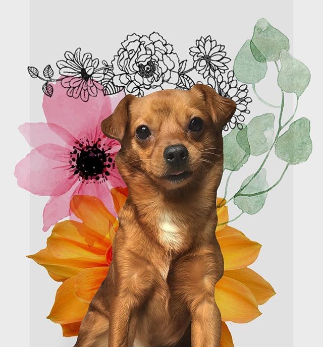 Teddy Boo  collageartcollage illustration