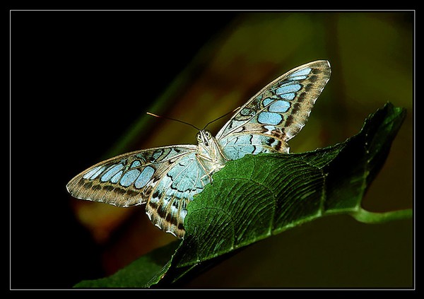 Parthenos Sylvia