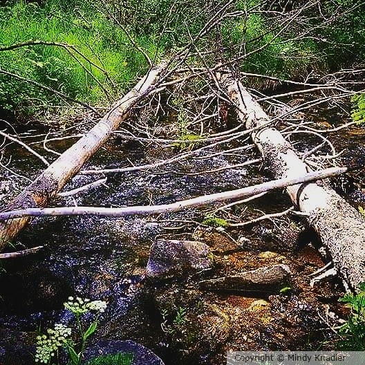 fallen trees