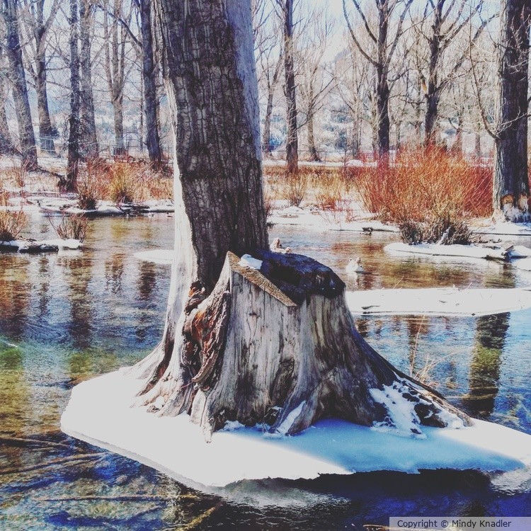 stump