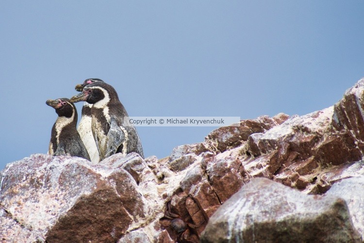 3 Humbolt Penguins