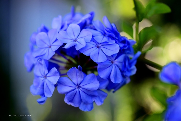 Summer bloom