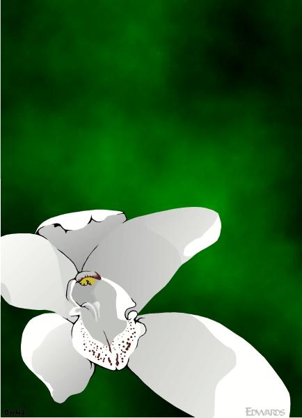 Orchid