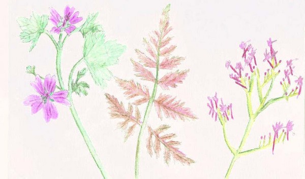Wildweeds
