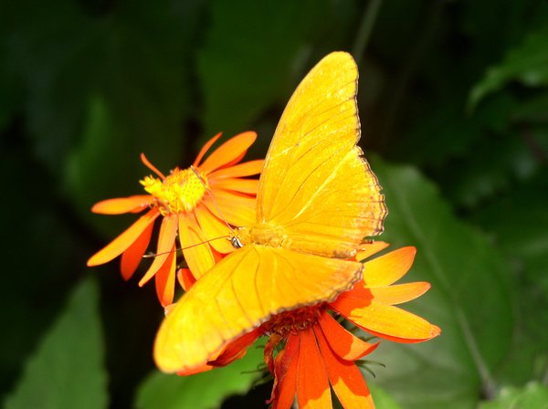 Yellow Butterfly