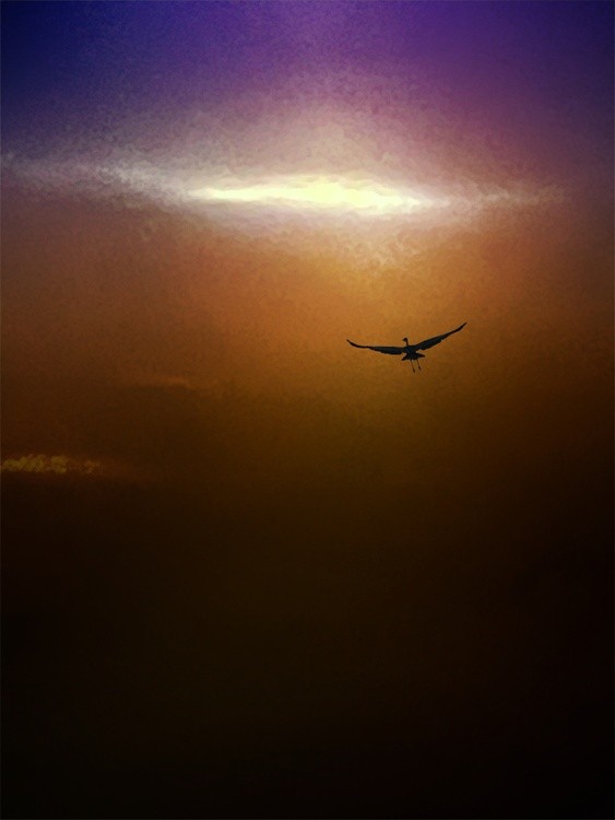 Freedom
