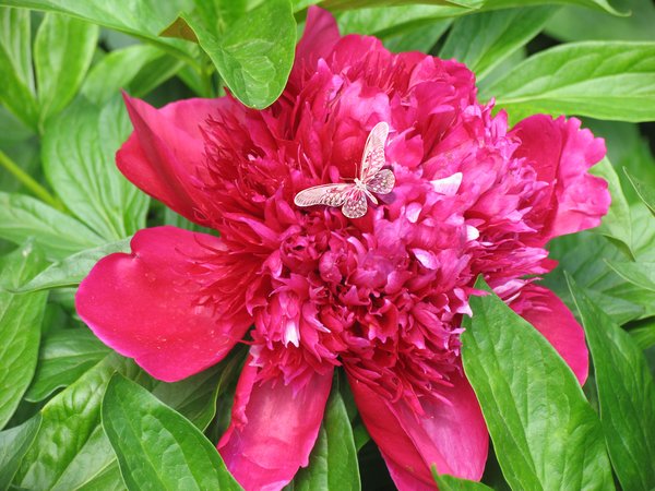 Wichita Botanical Gardens