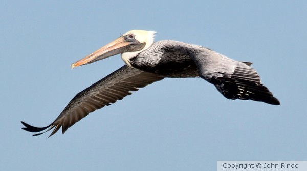 Pelican flight