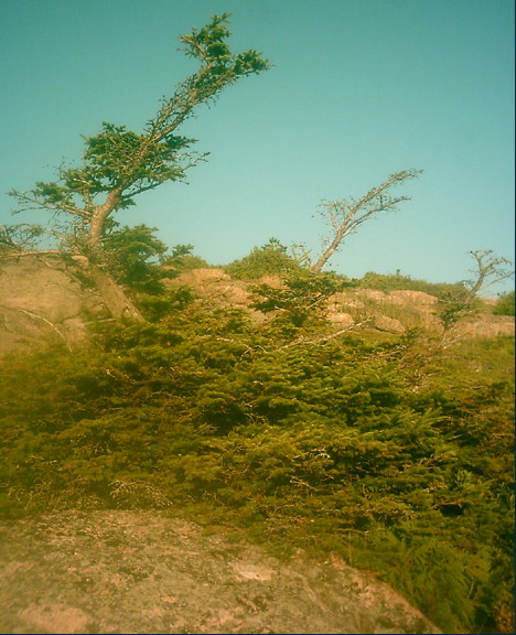 Twisted Pine