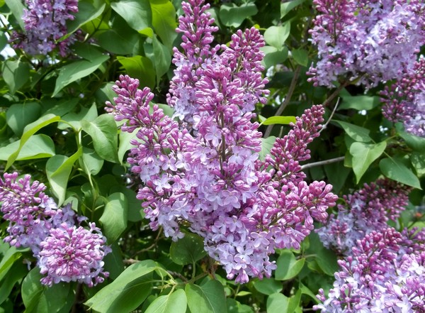 Lilac bloom