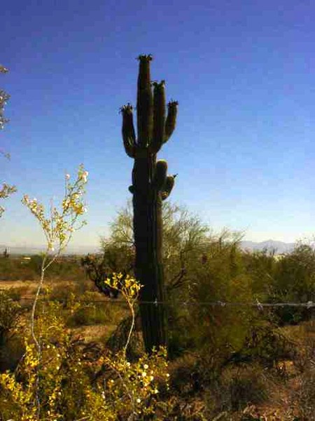 arizona