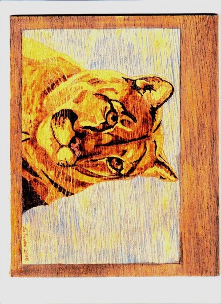 Cougar