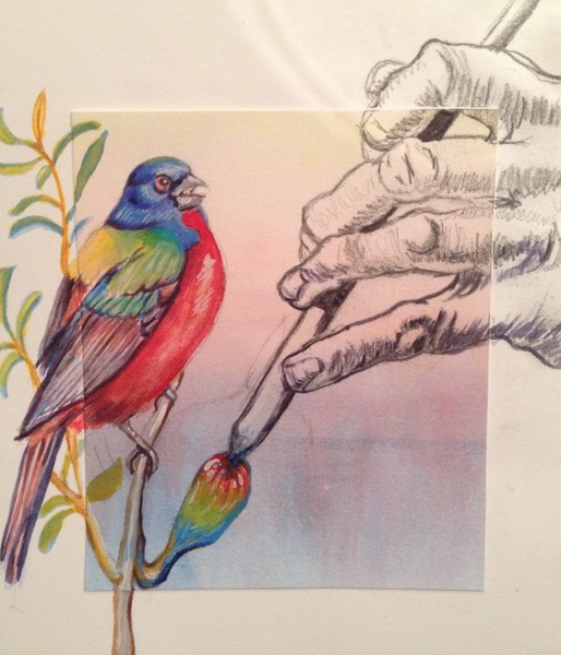 Painted Bunting and Durer