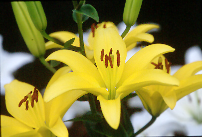 Yellow Lily