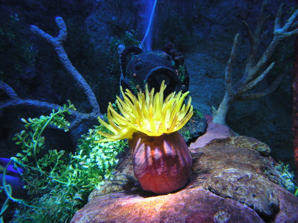 Sealife