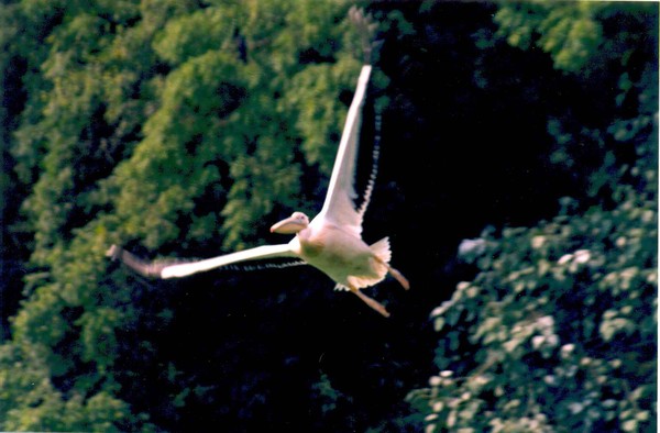 first flight