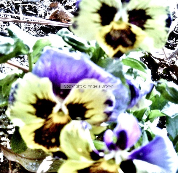 Pansy