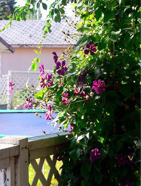 Clematus