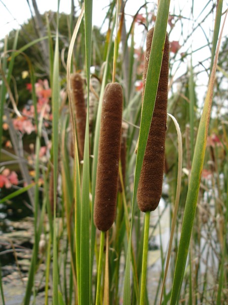 Cattails on the Lake