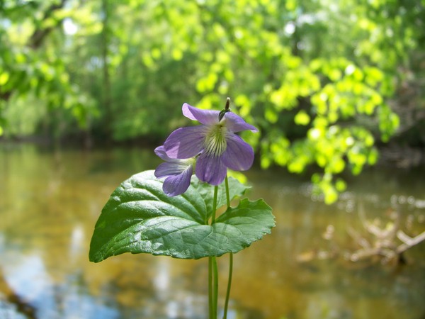 Violet on the River