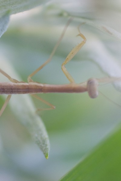 Baby Mantis