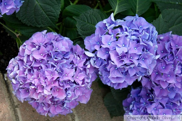Purple Hydrangea flower