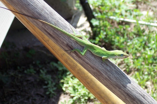 Gecko