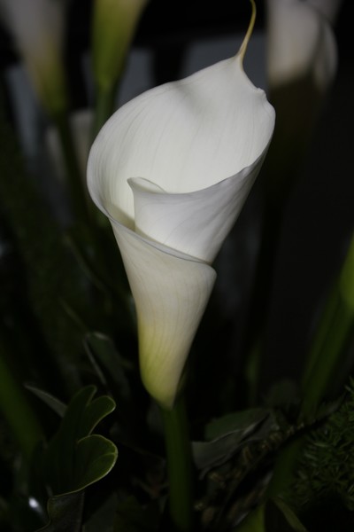 Calla Lilly