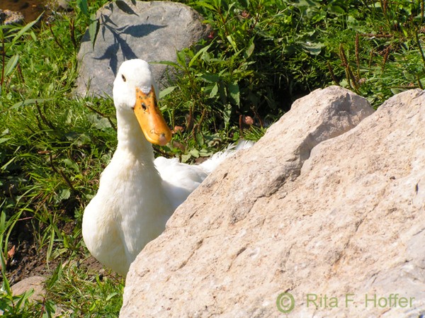 Peekin' Duck