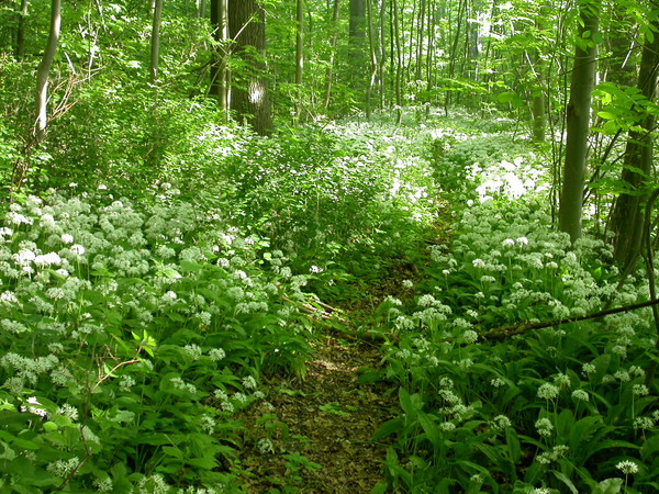 Spring in forrest