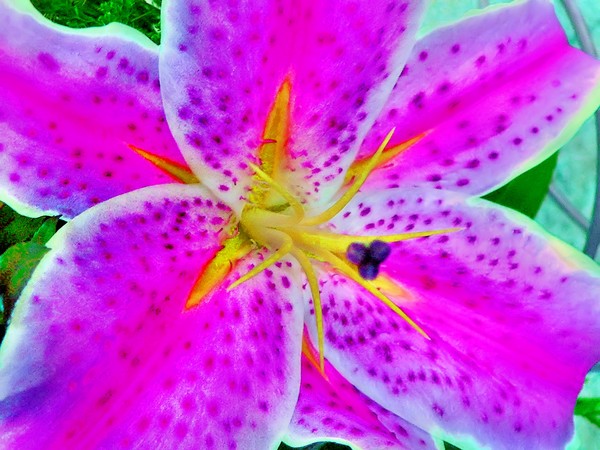purple pink flower