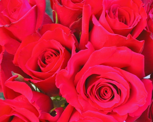 Bountiful Roses 