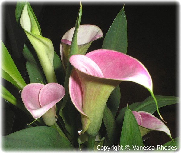 Lily Splendor