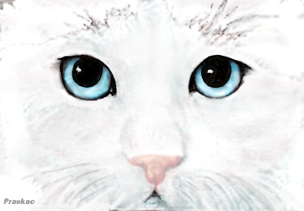 white cat