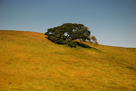 Isolated