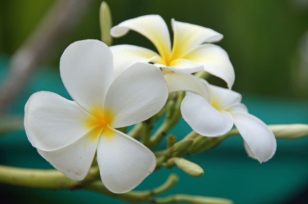Plumeria 