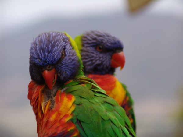 Lorikeet Staredown