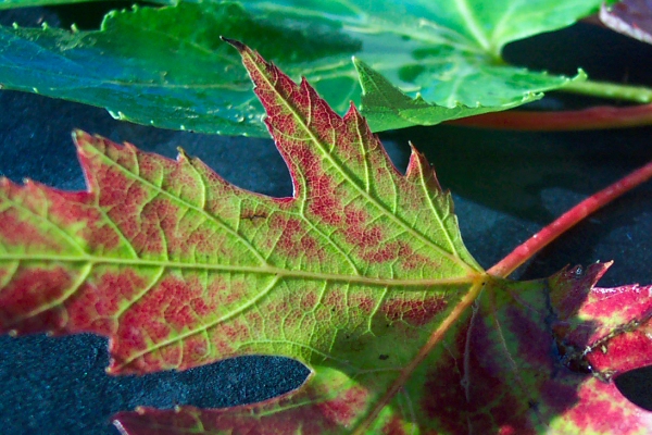 Veins