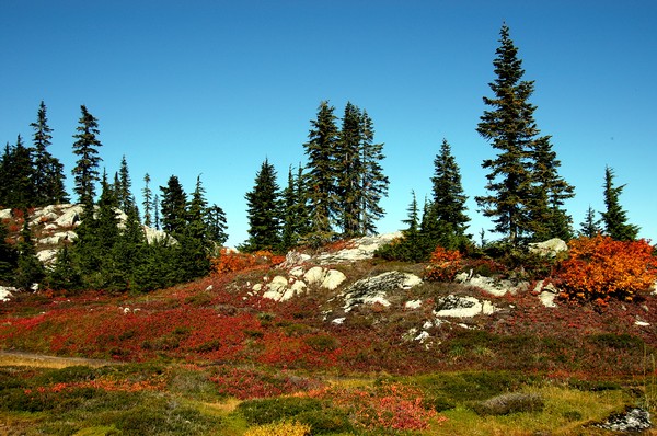 Fall Colour Re-dux