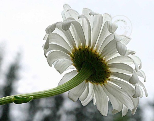 Daisy Shade