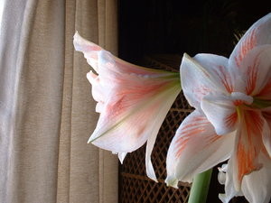 Amaryllis 3