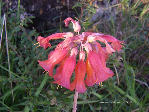 Red Bells