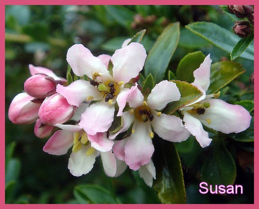 Apple Blooms