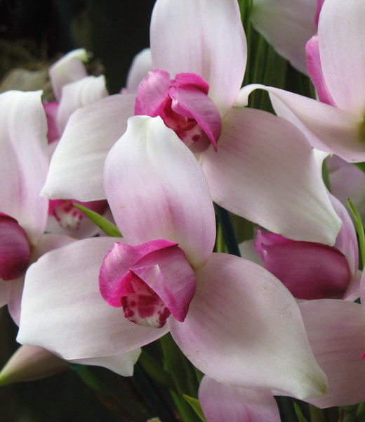 Pale Orchid