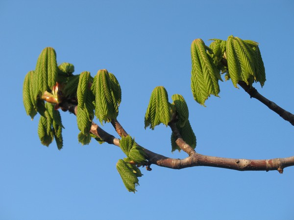 Unfolding